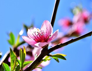 pink magnolia flowers