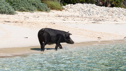 shore coast beach sand pig animal cute