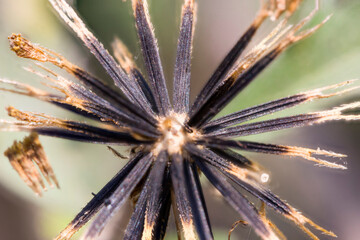 Seeds of beggarticks (Bidens), Asteraceae