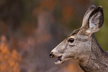 View of a beautiful mule deer in a Grand Teton National Park, USA