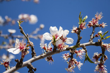 Blooming twig with delicate flowers on the cherry tree, spring, Croatia