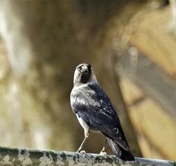red tailed hawk
