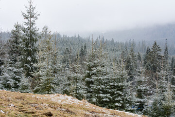 Beautiful, frosty spruce forest in Tatra mountains in Poland - 498601042
