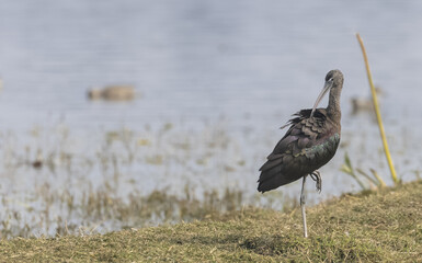 Closeup of a glossy ibis in a field next to a lake on a sunny day - obrazy, fototapety, plakaty