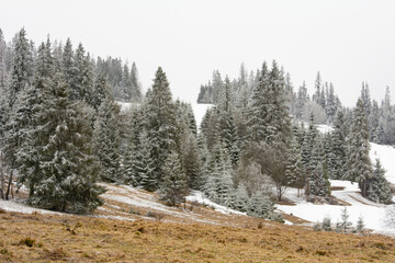 Beautiful, frosty spruce forest in Polish mountains - 498601096