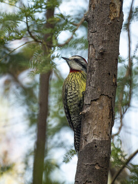 Vertical selective focus of a colorful yellow-browed woodpecker perched on the tree in the forest