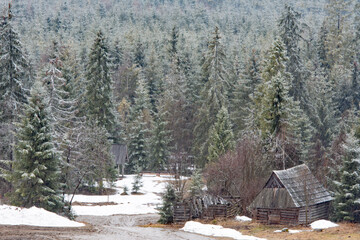 Old wooden hut in beautiful spruce forest in Tatra mountains in Poland - 498601206