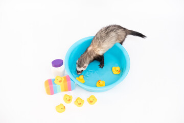 Ferret wash in water with rubber duck on a white background