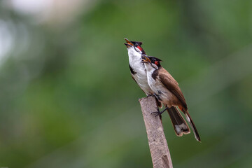 Selective focus shot of red whiskered bulbul birds on a wooden log