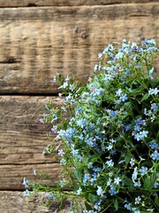 Spring bouquet of small blue forget-me-nots on a natural wooden background. Congratulatory background.