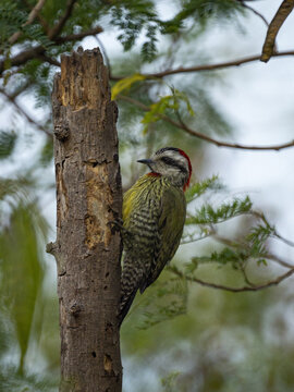 Vertical shot of a yellow-browed woodpecker perched on the tree