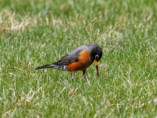 Early bird gets the worm