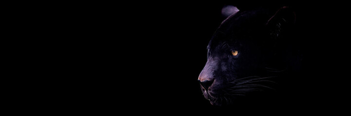 Template of a black jaguar with a black background