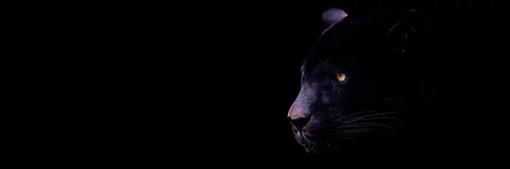 Foto op Plexiglas Sjabloon van een zwarte jaguar met een zwarte achtergrond © AB Photography