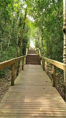 Fototapeta premium Pasarela en la Selva