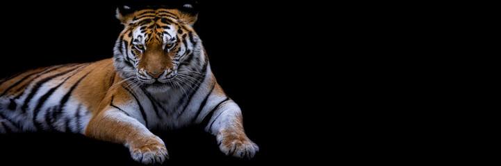 Fototapeta na wymiar Template of a tiger with a black background