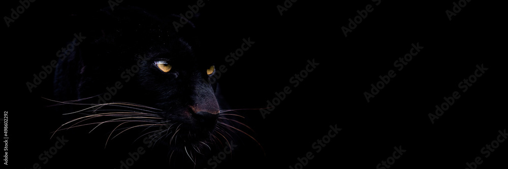 Canvas Prints template of a black panther with a black background