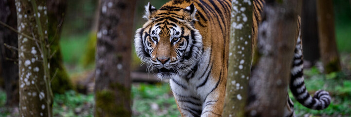 Naklejka premium Template of a tiger in the forest