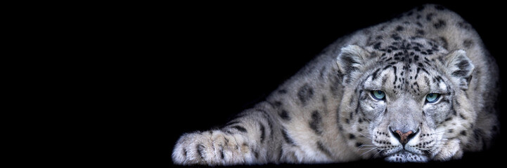 Modèle d& 39 un léopard des neiges avec un fond noir