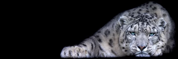 Selbstklebende Fototapeten Template of a snow leopard with a black background © AB Photography