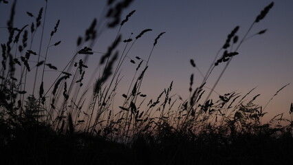 grass silhouette against the sky