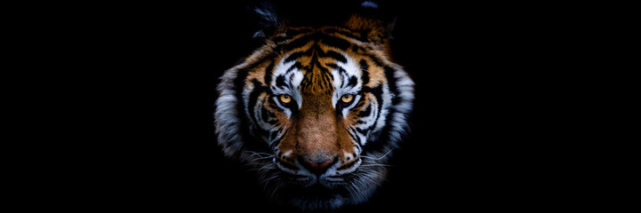 Template of a tiger with a black background