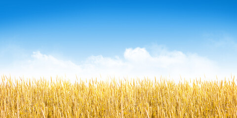 Yellow wheat or rye field and blue sky with clouds