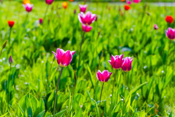 Obraz na płótnie Canvas spring tulips