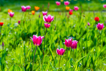 Obraz na płótnie Canvas spring tulips