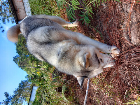 Vertical shot of a cute husky captured in Benguet, Philippines