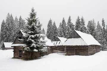 Group of old wooden huts in a clearing of spruce forest in winter - 498603428