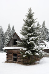 Oold wooden hutand a spruce tree  in a clearing of spruce forest in winter - 498603445