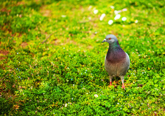 pigeon on the grass