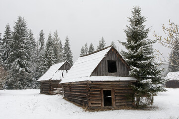 Group of old wooden huts in a clearing of spruce forest in winter - 498603472