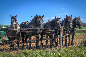 Row of black majestic horses on a farm © Sid Hatfield/Wirestock Creators