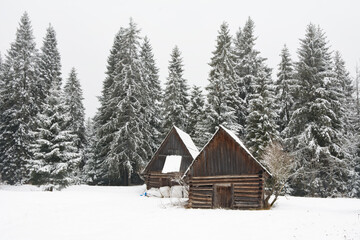 Two old wooden huts in a clearing of spruce forest in winter - 498603491