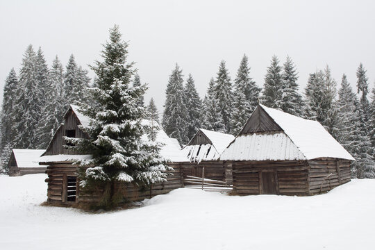 Group of old wooden huts in a clearing of spruce forest in winter