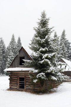 Oold wooden hutand a spruce tree  in a clearing of spruce forest in winter