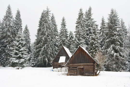 Two old wooden huts in a clearing of spruce forest in winter