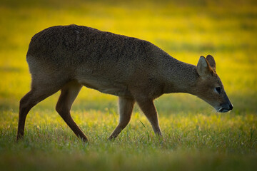 Side shot of Chinese water deer (Hydropotes inermis inermis) at dawn in the Norfolk countryside