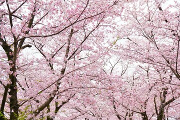 満開のピンクのソメイヨシノという品種の桜