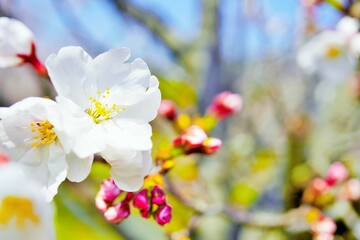 染井吉野の満開の桜の花のアップ