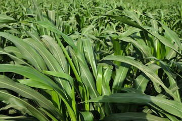 Obraz premium corn cultivation. field planted with corn. corn crops plants