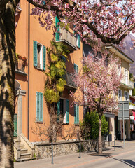 Fototapeta na wymiar Blooming sakura in the old town of Ascona, Switzerland