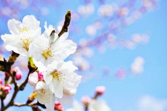 青空を背景にしたソメイヨシノの満開の桜の花のアップ