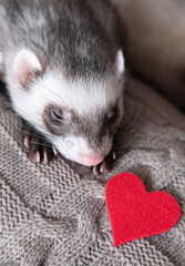 Gray-black sable ferret with a heart Domestic ferret concept. Exotic pet care concept. Isolated on background