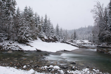 Winter forest landscape with a stream, pebbles and spruce forest covered with snow - 498605213