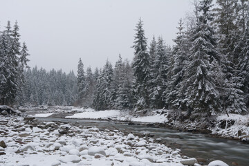 Winter forest landscape with a stream, pebbles and spruce forest covered with snow - 498605232