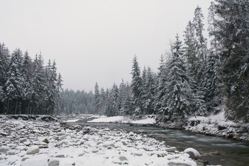 Winter forest landscape with a stream, pebbles and spruce forest covered with snow - 498605251