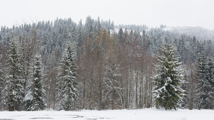 Snow covered forest in winter in Polish mountains - 498605270